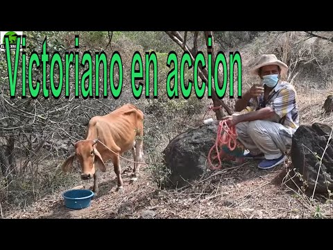 Video: Cómo Aliviar La Hinchazón De La Ubre En Una Vaca