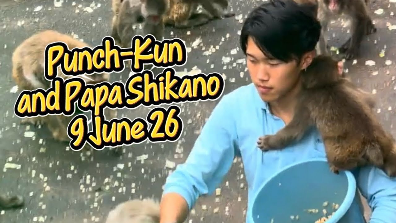 Punch-Kun and Papa Shikano Update 6June26 #punch #zookeeper