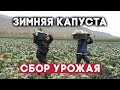 Зимняя капуста вкуснее! В Дагестане идет сбор урожая