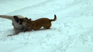 Snow day for the dogs