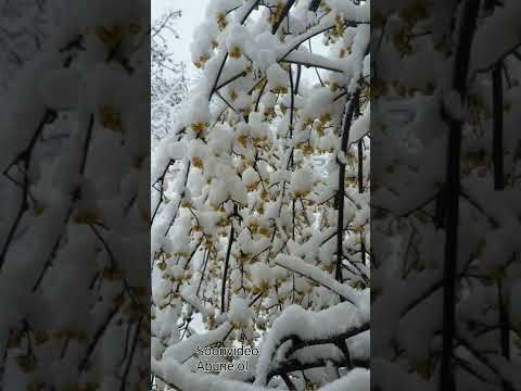 Mənidə gəl apar qurbanin olum#hezinmahnilar #qismenzereleri#qar#gözeltebietfotolari#soonvideo