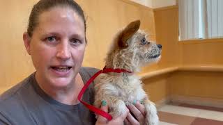 Help Save Aretha Franklin! A Tiny Shelter Dog With 2 Cherry Eyes and One BIG HEART! 4 yr. old