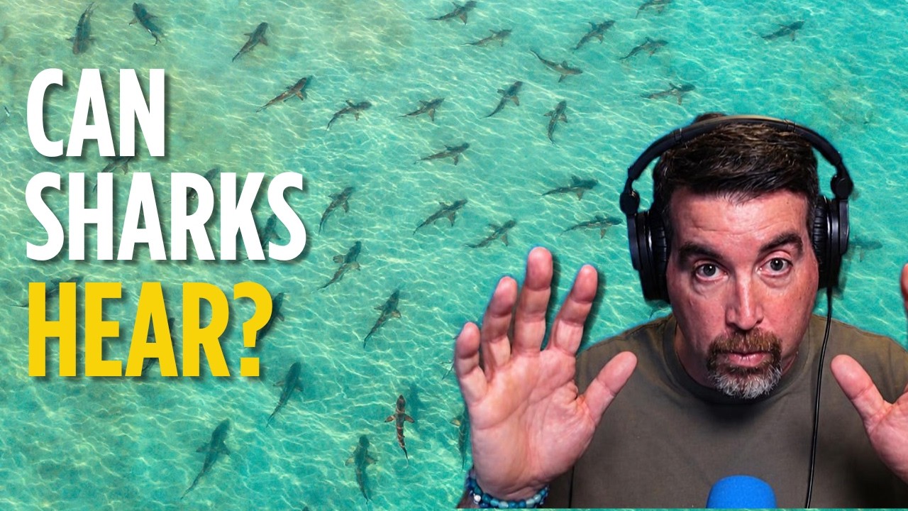 Do Sharks Hear Underwater Sounds? Scientists Tested It With a Drone