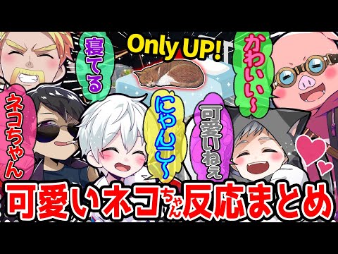 ネコ😸を見るとつい話しかけてしまうメンバー達が可愛すぎたw【ドズル