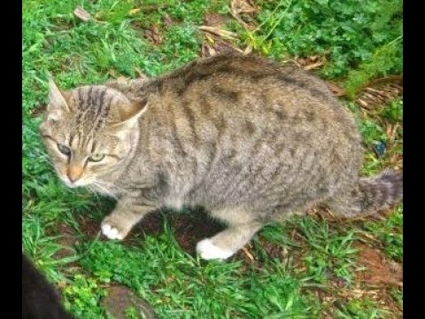 Video: Wie man Cat Limp Verletzungen behandelt