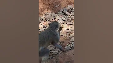 No Manners They Just Grab And Run Africanmonkies Nsobegamecamp Travel 
