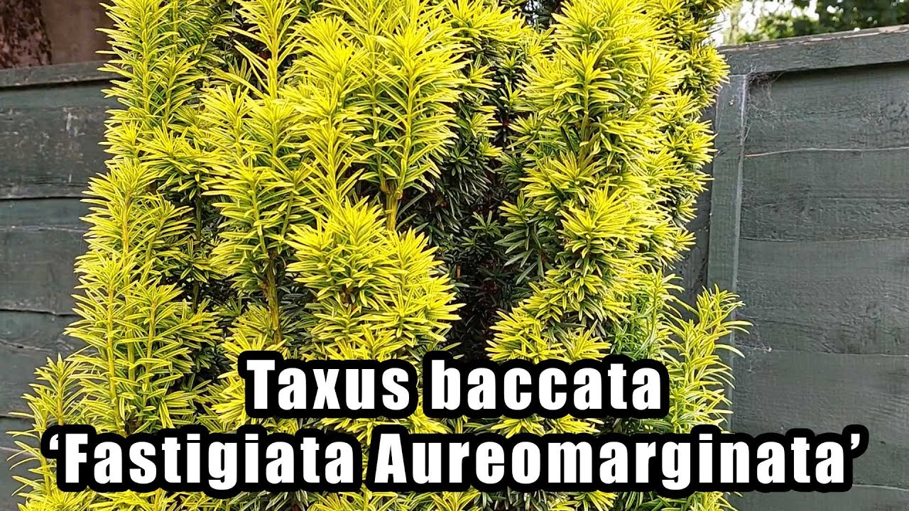 Taxus baccata Fastigiata Aureomarginata - Golden Irish Yew | Evergreen  Shrub