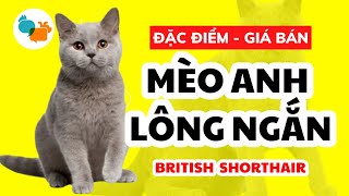 Mèo Anh Lông Ngắn giá bao nhiêu? British Shorthair  Tiki Pet Store