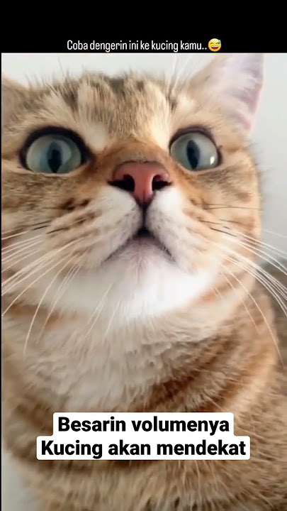 suara pemanggil kucing