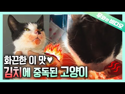 What Kind of Cat Life it is if I Can&rsquo;t Have Kimchi!!!🔥