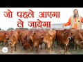 जो पहले आएगा ले जायेगा | Desi Cows For Sale | Kamdhenu Gaushala |