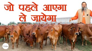 जो पहले आएगा ले जायेगा | Desi Cows For Sale | Kamdhenu Gaushala |