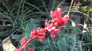 New Brakelight Yucca in Bloom