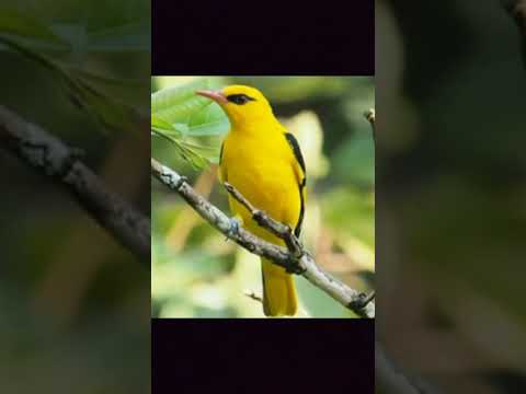 أفضل صوت لصيد طائر الصفري Mp3