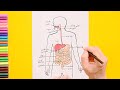 How to draw Human digestive system