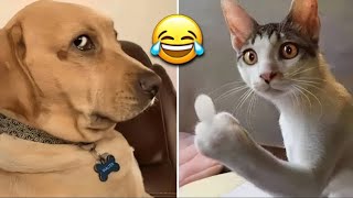 Best Funny Animal Videos 2024 😆😂 Try Not To Laugh 🤣 FailCrew #2