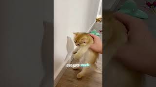 The owner decided to test the kitten's intelligence