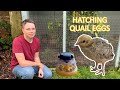 Hatching golden quail eggs