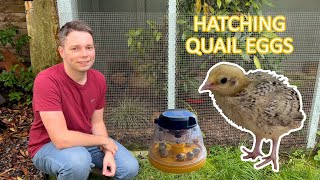 Hatching Golden Quail Eggs