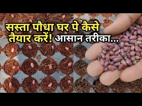 सस्ता पौधा घर पे कैसे तैयार करें | Easy Steps For Seed Germination