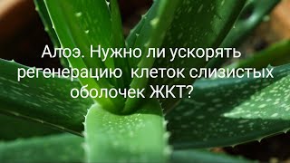 Алоэ. Нужно ли ускорять регенерацию клеток слизистых оболочек ЖКТ?