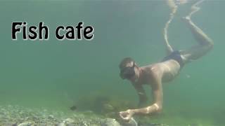 Fish cafe
