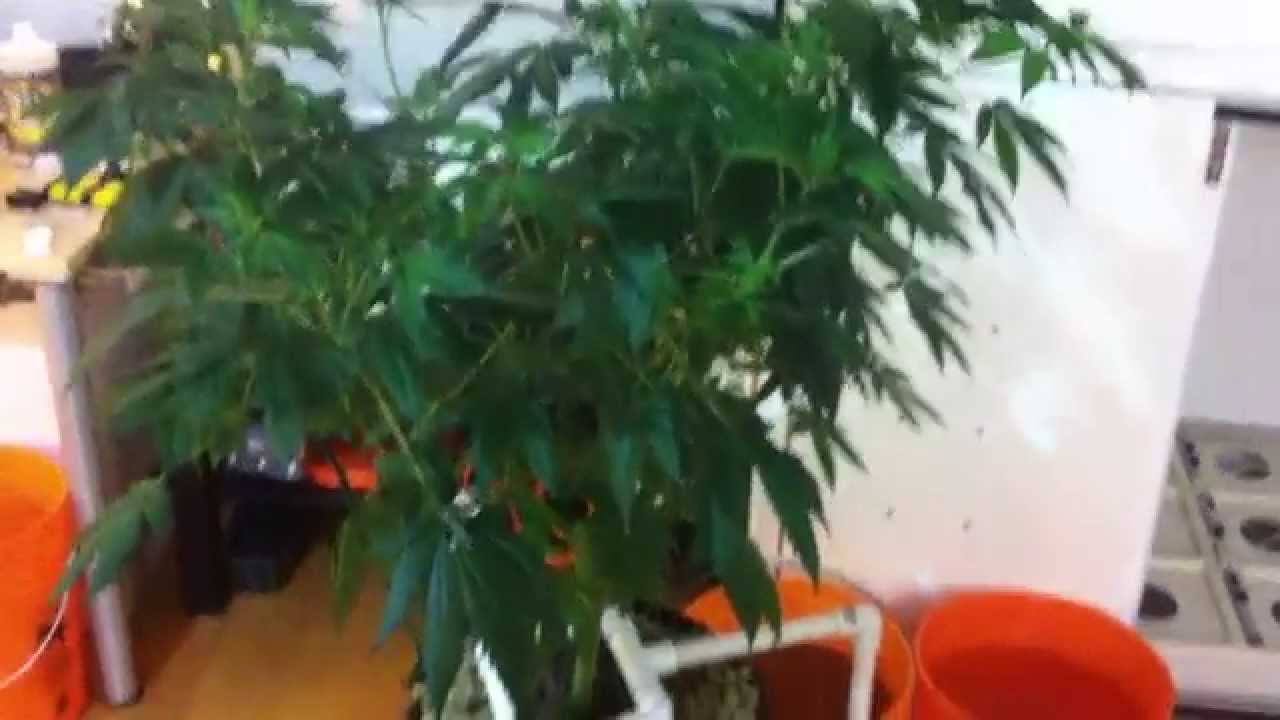 How to Set up a Recirculating Top-Feed "Capn-Style" system with GreenThumb J