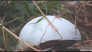 Sauces Canyon Bald Eagles ~ Audacity lays A Surprise Egg After Mating With Jak!  4.11.24