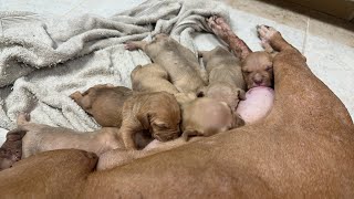 Pachanga X Simbalena Lil Yellwoman Redboyjocko Pups