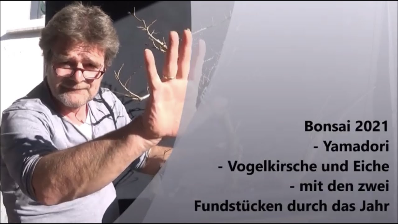 Bonsai 2021-48 - Yamadori - Vogelkirsche und Eiche - mit den zwei Fundstücken durch das Jahr