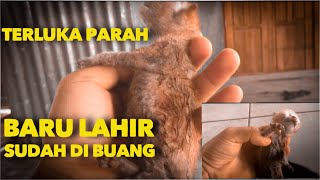 KASIHAN BAYI KUCING BARU LAHIR INI DI TINGGALIN SENDIRI