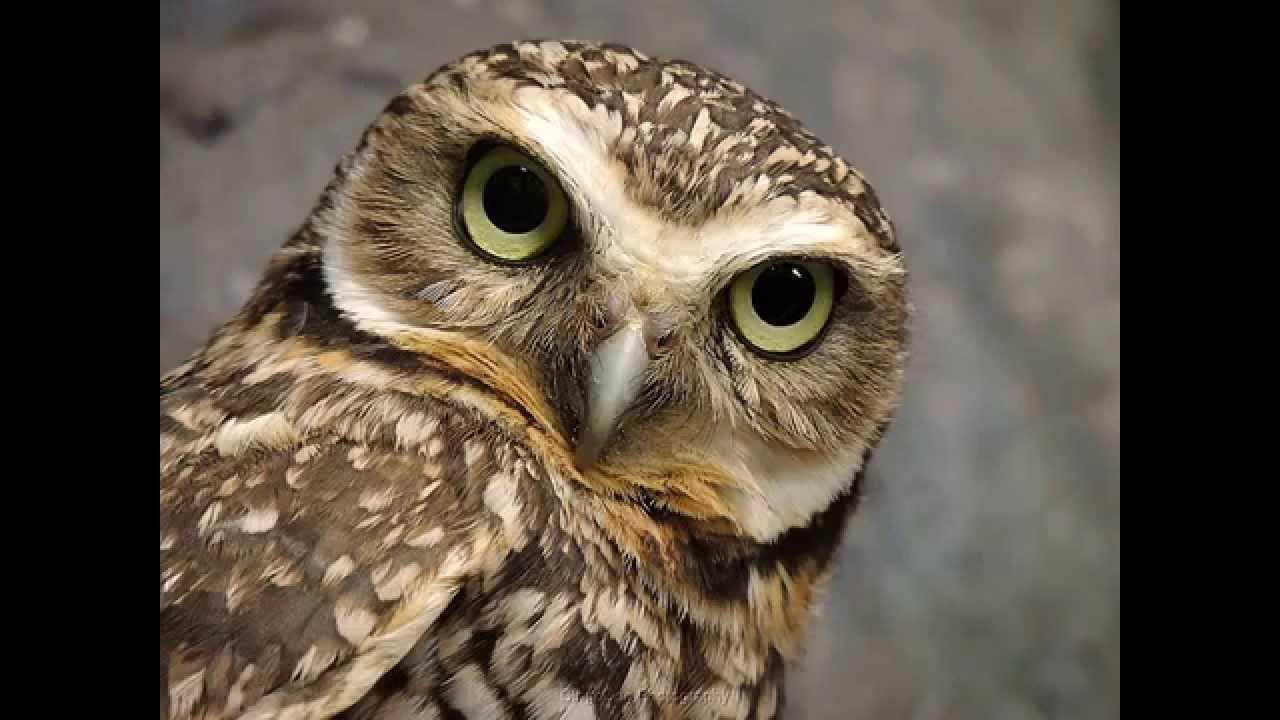 BÚHOS Y LECHUZAS - OWLS - MUNDO ANIMAL PARA NIÑOS - BIRDS KINGDOM - YouTube