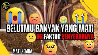 Penyebab Kegagalan Budidaya Belut Belut Banyak Yang Mati