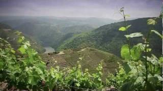 Ribeira Sacra campaña 2011