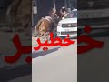 عجل يهرب من صاحبه و يدخل المدينة و يبرح رجلا ضربا لولا تدخل الناس عجل يهرب من صاحبه و يدخل المدينة و يبرح رجلا ضربا لولا تدخل الناس