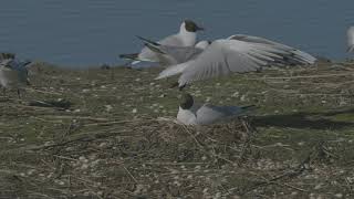 Black Headed Gulls at Leighton Moss 270424