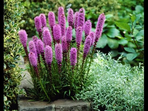 Видео: Liatris Spikelet (33 снимки): засаждане и грижи на открито. Liatris колос 