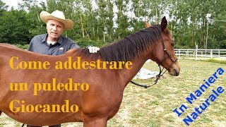 Come Addestrare Un Puledro Giocando