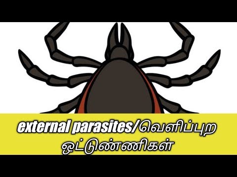 External parasites/வெளிப்புற ஒட்டுண்ணிகளை எவ்வாறு அழிப்பது