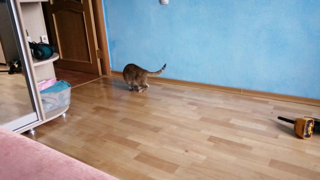 Киса и заячий хвост - YouTube