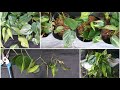 How to propagate philodendron brasil by cuttings 25 days