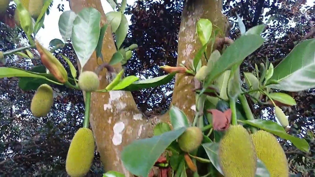 Biết chọn cây nào đây?