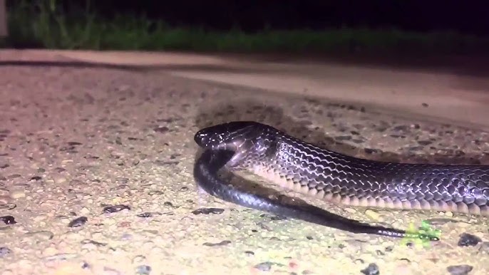 Bishine beshine porno video Juda etuk onlayn porno