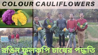 Pink Yellow Cauliflower Farming l Color cauliflower Cultivation l Carotena, Valentena, ATMA Salanpur