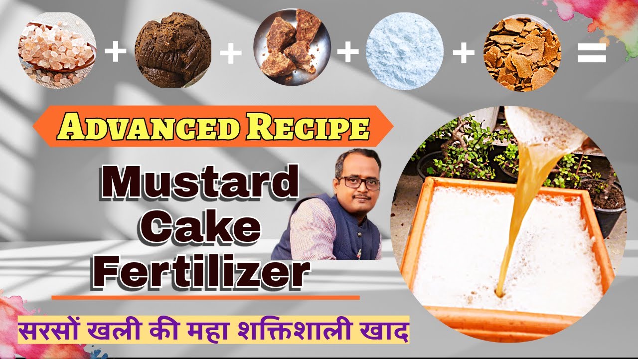 Advanced Recipe of Mustard Cake Fertilizer. सरसों खली की इस खाद का कोई