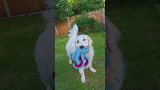 How to fix your problems . . . #goldenretriever #happy #dog #pets #funnydogs