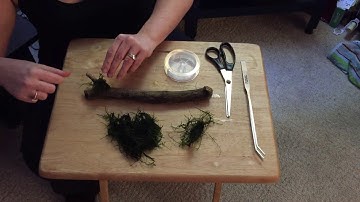 HOW TO attach JAVA MOSS to driftwood