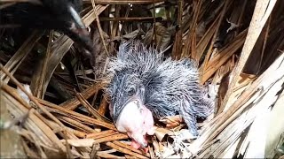 BARU KALI INI ANAK BURUNG BUBUT  MENYERAH