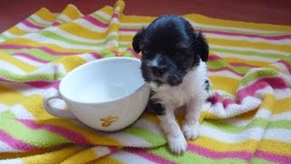 Howl Of A Dog - TINY PUPPY GROWING UP TIMELAPSE. Newborn to 8 Weeks - Cuteness Overload