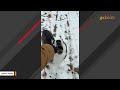 Rescued blind dog discovers she can run free in emotional moment
